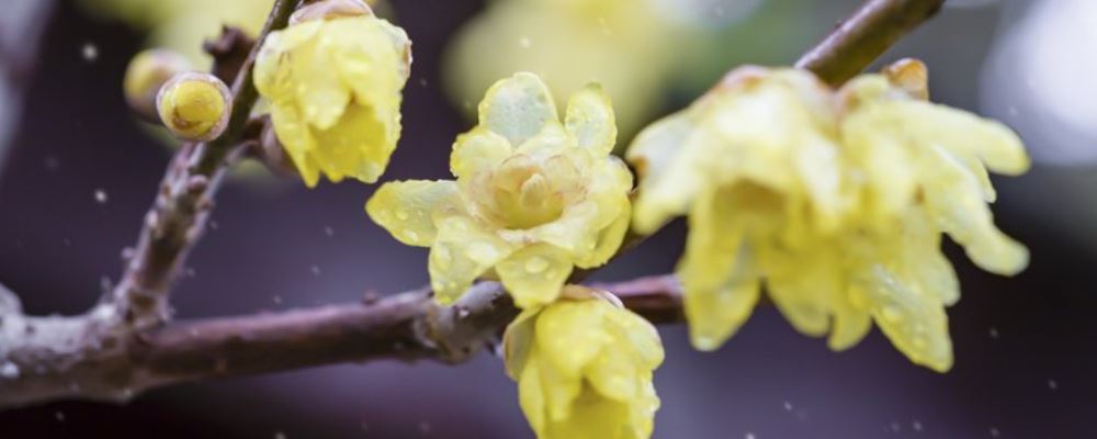 春季丰胸吃什么水果