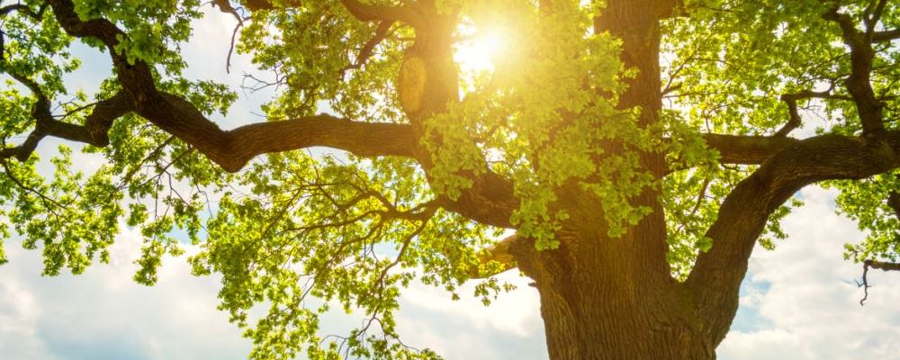 最简单的3式丰胸瑜伽动作