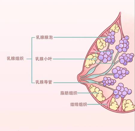 1分钟快速了解你的胸